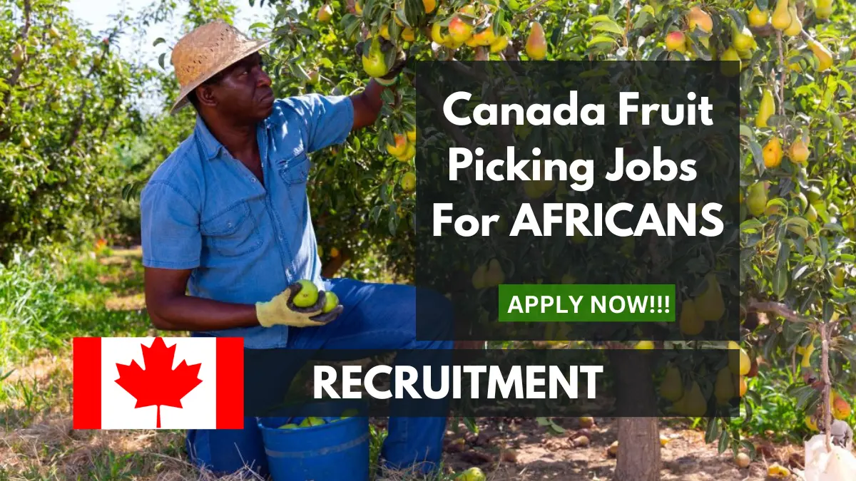 fruit picking jobs in Canada for Africans